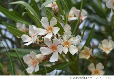 Common oleander Common oleander 71399449