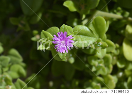 Baby sun rose Baby sun rose 71399450