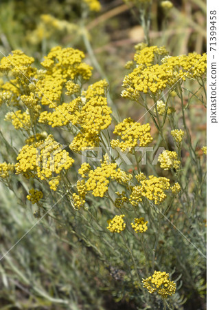 Italian everlasting flowers 71399458