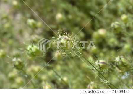 Love-in-a-mist fruit Love-in-a-mist fruit 71399461