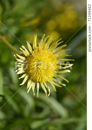 Sun daisy Sun daisy 71399462