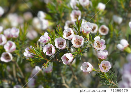 Geraldton wax flower Geraldton wax flower 71399479