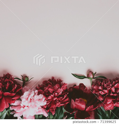 Beautiful peonies border on pale pink background, copy space Beautiful peonies border on pale pink background, copy space 71399625