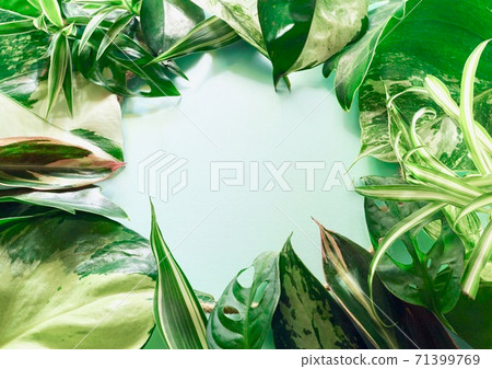 Botanical circle / houseplant mix 71399769