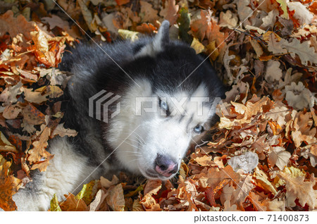 Husky dog lying in the leaves.  71400873