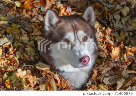 Brown siberian husky dog in pile of fallen leaves 71400876