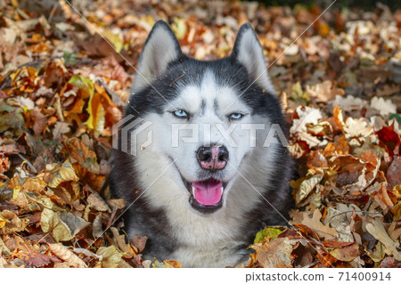 Siberian husky in pile of autumn yellow leaves 71400914