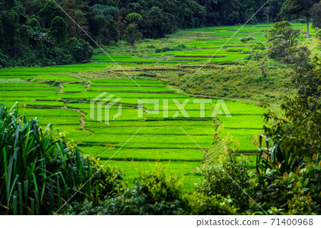 Rice terraces in the Thailand Rice terraces in the Thailand 71400968