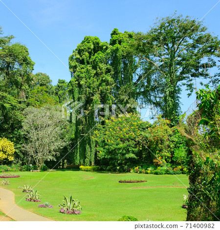Tropical garden with exotic trees. SriLanka 71400982