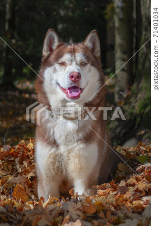 Red husky dog in yellow autumn foliage. Red husky dog in yellow autumn foliage. 71401034