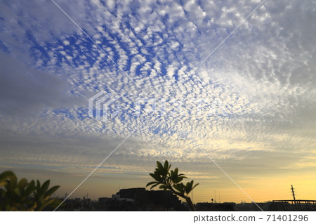 Cirrocumulus in the evening 71401296