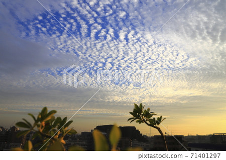 Cirrocumulus in the evening 71401297