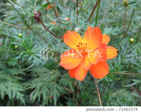 Yellow flower Yellow flower 71401574