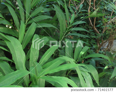 Well-grown plants Well-grown plants 71401577