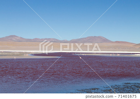 Laguna Colorada view, Bolivia 71401675