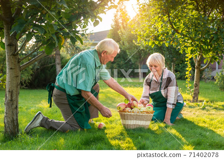 Senior gardeners couple, apple basket. Senior gardeners couple, apple basket. 71402078