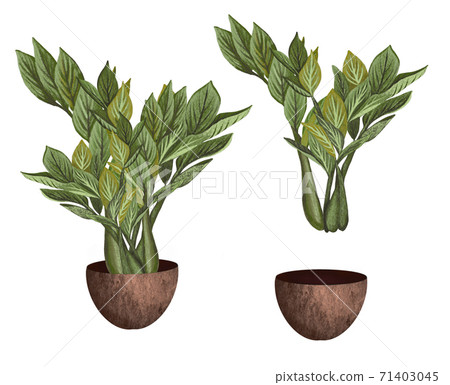 Watercolor illustrations of potted house plant. Plnat in a pot isolated on white background. 71403045