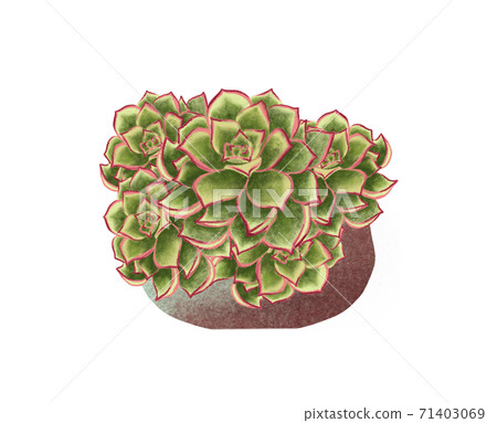 Watercolor illustrations of potted house plant. Plnat in a pot isolated on white background. 71403069