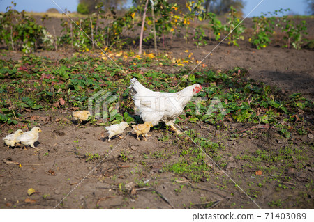 Chicken walks with little chickens in the garden. 71403089