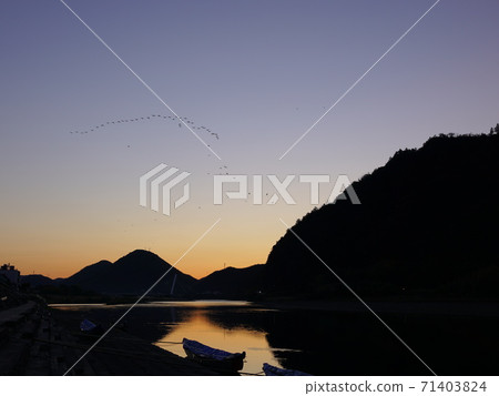 Great cormorant formation before sunrise on the Nagara River Great cormorant formation before sunrise on the Nagara River 71403824