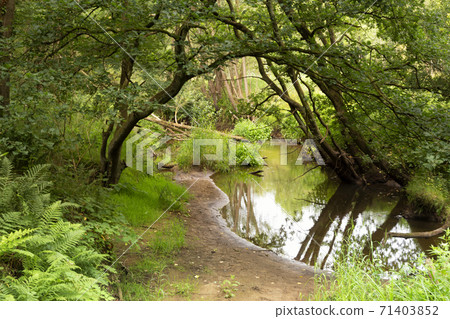 The Leubeek brook The Leubeek brook 71403852