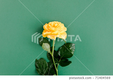 Yellow rose flower on green background. Flat lay, top view Yellow rose flower on green background. Flat lay, top view 71404569