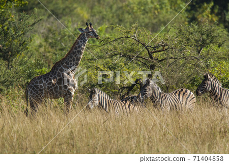 Giraffe South Africa Giraffe South Africa 71404858