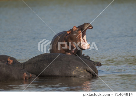 HIPPOPOTAMUS AMPHIBIUS, South Africa 71404914