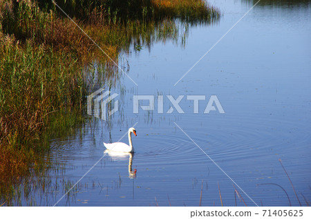 Swan of Hirataki-numa 71405625