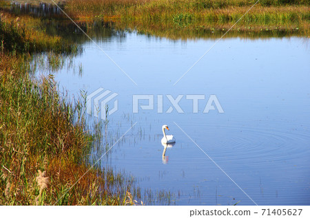 Swan of Hirataki-numa Swan of Hirataki-numa 71405627
