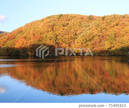 Autumn leaves in Shichikashuku Town, Miyagi Prefecture 71405813