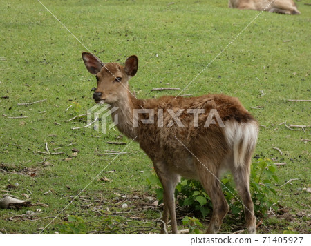關心遊客的鹿 關心遊客的鹿 71405927
