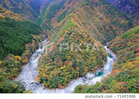 伊谷流連谷秋葉(德島縣) 伊谷流連谷秋葉(德島縣) 71405986
