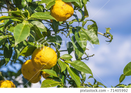 Yuzu seeds Yuzu seeds 71405992