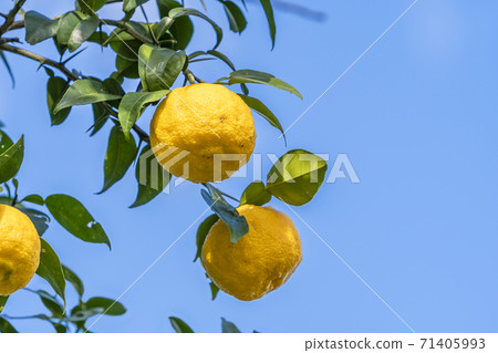 Yuzu seeds Yuzu seeds 71405993