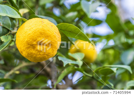 Yuzu seeds Yuzu seeds 71405994