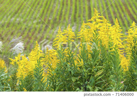 稻田附近生長的高高起草 71406000