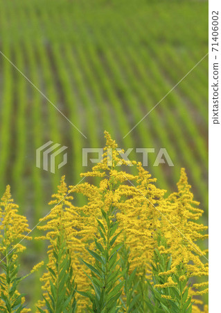 稻田附近生長的高高起草 71406002