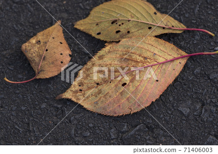 落在路上的櫻花的枯葉 71406003
