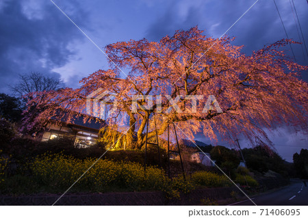 安樂寺櫻花盛開 安樂寺櫻花盛開 71406095