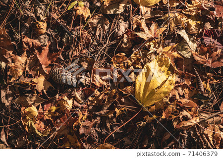 [Autumn] Autumn leaves fallen on the ground of the mountain road 71406379