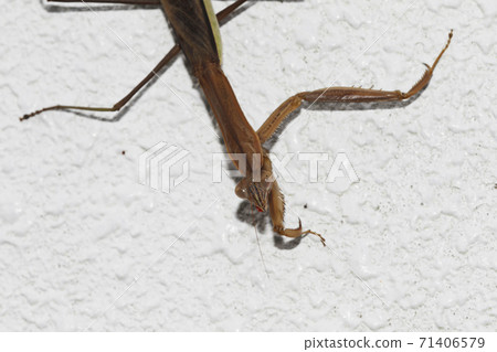 Mantis clam Mantis clam 71406579