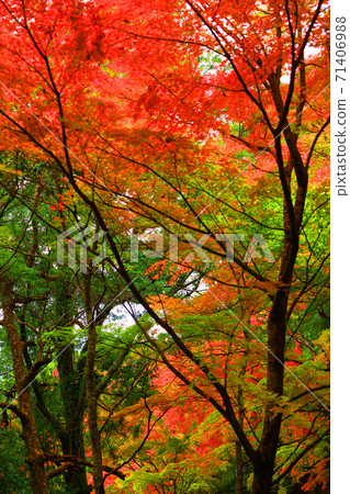 Scenery of Eigenji Temple and autumn leaves in Higashiomi City, Shiga Prefecture (2020) Seasons, Four Seasons, Autumn [November] 71406988