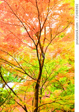 Scenery of Eigenji Temple and autumn leaves in Higashiomi City, Shiga Prefecture (2020) Seasons, Four Seasons, Autumn [November] 71406992