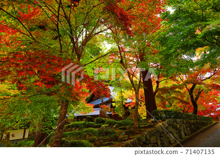 滋賀縣東近江市本源寺和秋葉的景色（2020）四季，四個季節，秋天[11月] 71407135