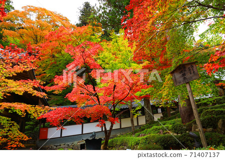 Scenery of Eigenji Temple and autumn leaves in Higashiomi City, Shiga Prefecture (2020) Seasons, Four Seasons, Autumn [November] 71407137