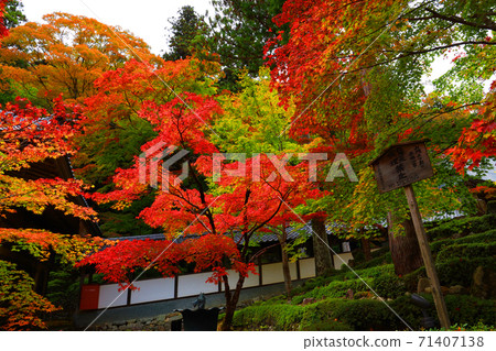 Scenery of Eigenji Temple and autumn leaves in Higashiomi City, Shiga Prefecture (2020) Seasons, Four Seasons, Autumn [November] 71407138