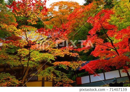 滋賀縣東近江市本源寺和秋葉的景色（2020）四季，四個季節，秋天[11月] 71407139