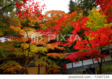滋賀縣東近江市本源寺和秋葉的景色（2020）四季，四個季節，秋天[11月] 71407140