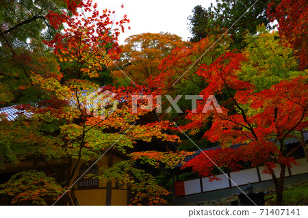 滋賀縣東近江市本源寺和秋葉的景色（2020）四季，四個季節，秋天[11月] 71407141